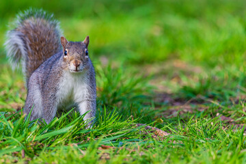 Eastern gray squirrel - Sciurus carolinensis
