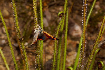 Dewy pine (Drosophyllum lusitanicum) with butterfly trapped as prey, Portugal