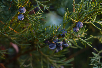 A young green branch of juniper in the park.