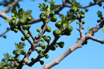 Little green fig fruit on a tree branch in a garden