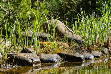 Blooming sedge Carex Nigra (Carex melanostachya) on shore of garden pond. Fluffy yellow caps on Black or common sedge against blurred background. Selective focus. Nature concept for spring design.