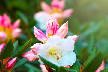 Young branches of flowering azaleas in the park in the spring.