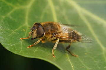 Detailed closeup of a hairy Common drone fly, Eristalix tenax , sitting on a green Common ivy leaf