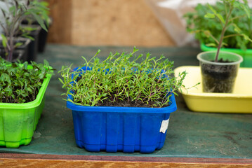 young green sprouts of farm vegetable seedlings in a container
