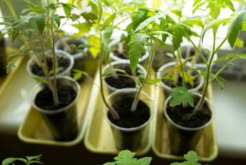 young green sprouts of seedlings of agricultural vegetables in the house, close-up
