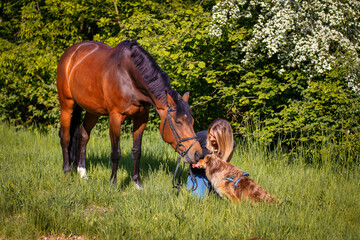 Horse girl and dog on a spring meadow, the horse and dog sniff each other..