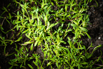 young green shoots of farm seedlings on a dark background, close-up