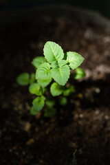 young green sprout grows in the ground on a dark background, close-up