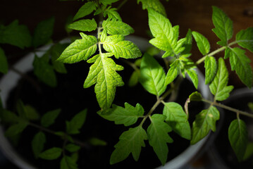 young leaves of green seedlings of a farm on a dark background, close-up