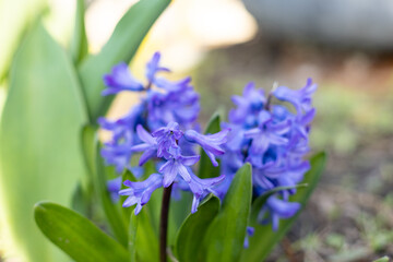 Blue spring hyacinth flower with green leaves on natural background
