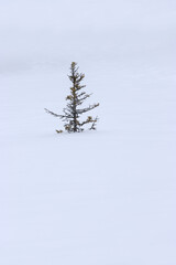 evergreen conifer tree in a snowstorm, wallpaper with free space	