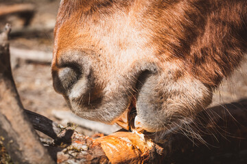 Fototapeta premium Pferd nagt an Holz