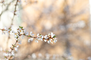 Branch of blossoming Felt cherries. Spring flowers in sunny day on blur background