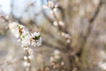 Branch of blossoming Felt cherries. Spring flowers in sunny day on blur background