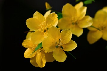 早春に鮮やかな黄色の花をつける山吹