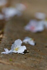 春爛漫、はかない散り初めのさくら
