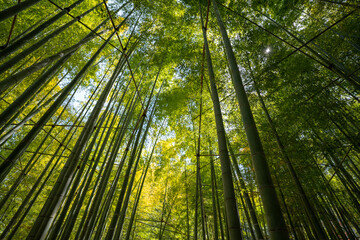 Fototapeta na wymiar Bamboo forest in Japan