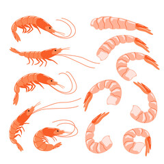 A set of shrimps in a shell and peeled. Healthy seafood. Vector illustration isolated on a white background