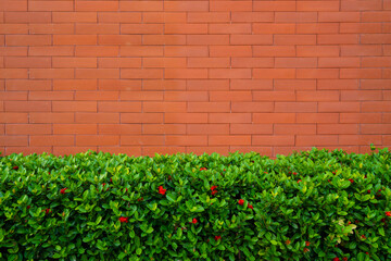 tree pot orange brick wall