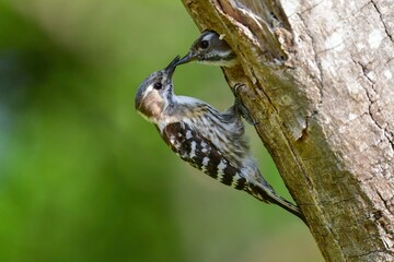 初夏の公園で子育てのために巣作りをするかわいい小鳥コゲラ