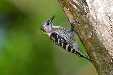 初夏の公園で子育てのために巣作りをするかわいい小鳥コゲラ