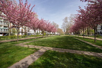 Fototapeta na wymiar Kirschblüte Mainz, Kaiserstraße April 2022