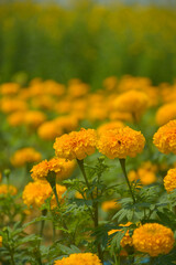  fied marigolds flower yellow blooming in the park Thailand