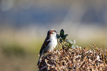 A small brown, grey and red colored feathered house sparrow standing on a vibrant brown hedge. The background is a faded roof in a countryside setting. The wild bird is perched on the tree with its