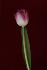 Tulip
