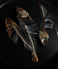 Skeletons of three fish on black background