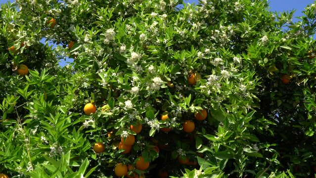The orange blossom, citron blooming with oranges
