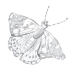 hand-drawn butterfly on a white background