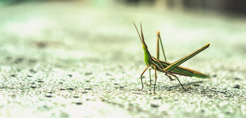 BANNER Nature beauty real photo MACRO close Cone-headed eastern long grasshopper Acrida ungarica, locust Insects weird wonderful, green color orange stripes. Entomology biology study. Gray background
