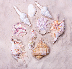 Sea shells on the sand. Summer beach background. View from above