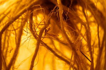 Root of medicinal plant in solution in glass bottle, old method of preparing medical tincture.
