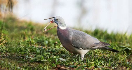 Wood pigeon collecting material for nest construction