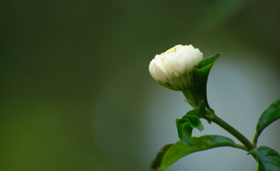 White jasmine buds on smooth green background. Fragrant flowers.