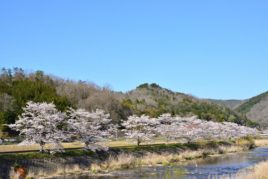 満開になった美波羅川の千本桜