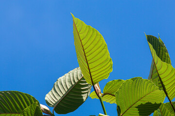 Mitragyna speciosa (Kratom leaves) Close up picture, Plant in thailand, Kratom herbal at thailand
