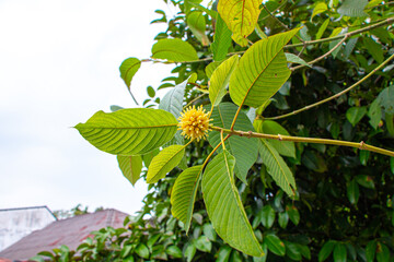 Mitragyna speciosa (Kratom leaves) Close up picture, Plant in thailand, Kratom herbal at thailand
