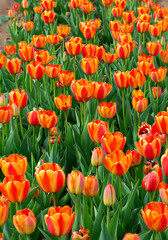 Red and Yellow Tulips in Full Bloom