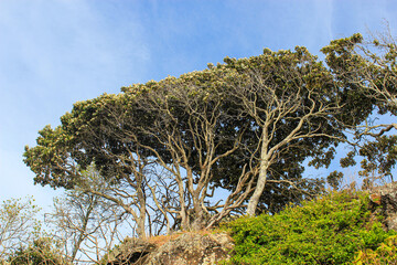 Trees in the beach