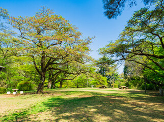 新緑の公園