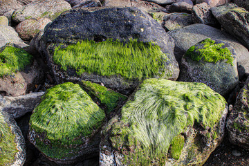 The green moss on the rocks