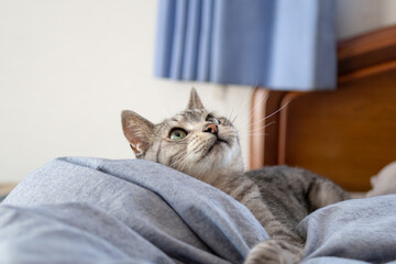 見上げる猫　サバトラ猫