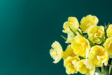 A bouquet of delicate, yellow tulips on a dark green background. Copy space.