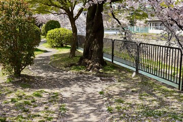 Fototapeta na wymiar 岡崎疏水の桜