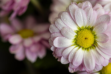 Obraz premium Beautiful pink daisies with dew drops close-up. Macro. Flowers.