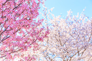 pink cherry blossom in spring