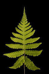 Long Beech Fern (Phegopteris connectilis). Frond Closeup